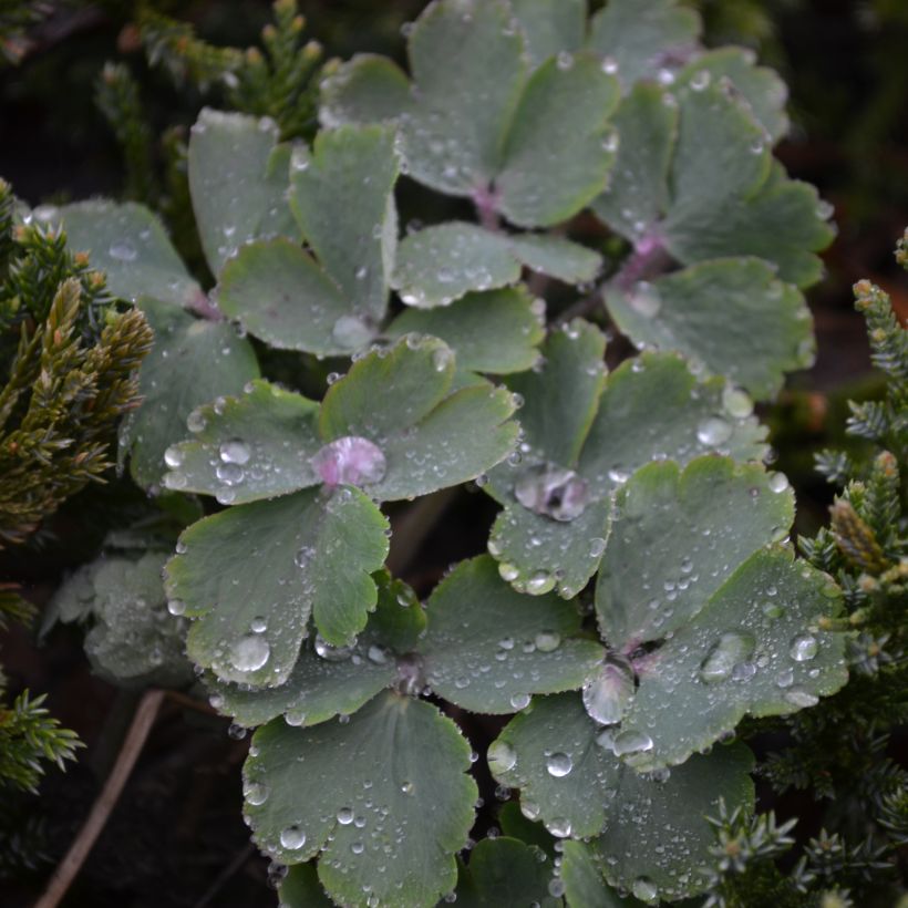 Aquilegia vulgaris var. stellata White Barlow - Garten-Akelei (Foliage)