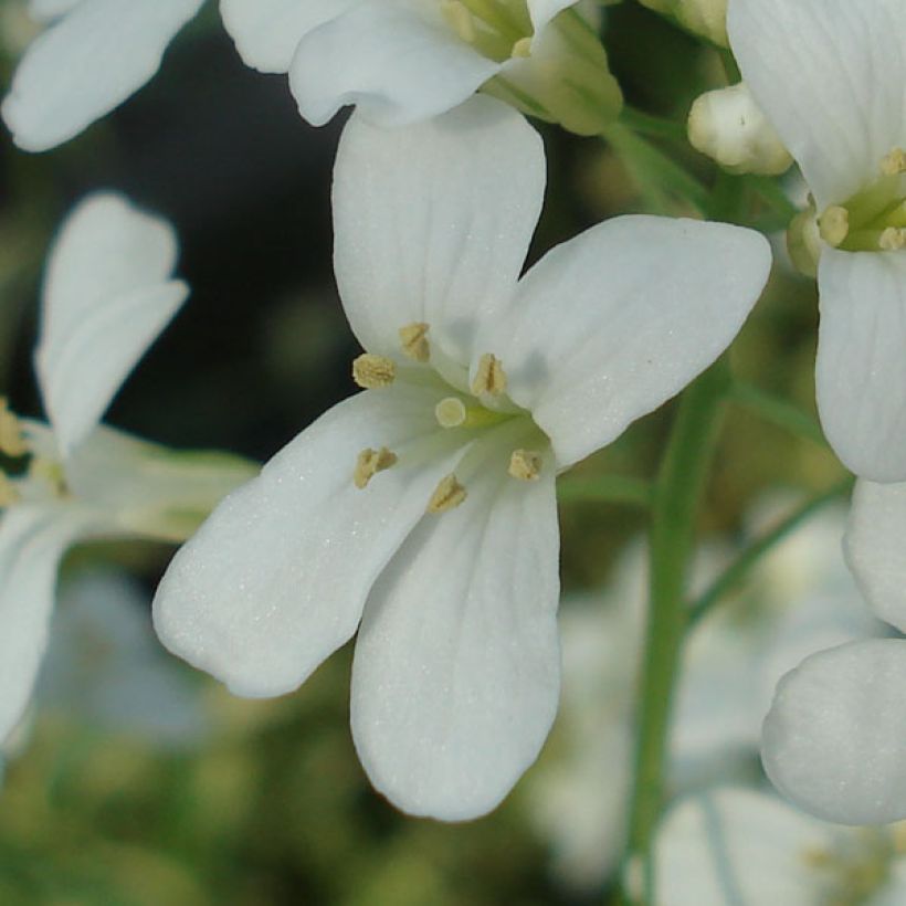 Arabis ferdinandi coburgii Old Gold - Weißbunte Gänsekresse (Flowering)