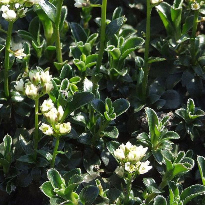 Arabis ferdinandi coburgii - Gänsekressen (Foliage)