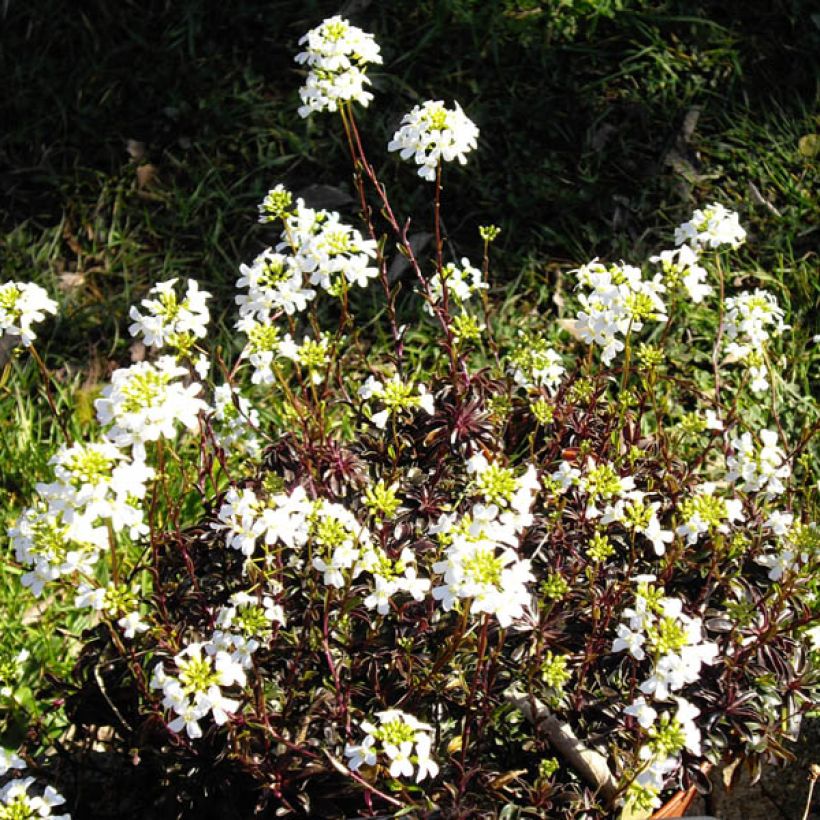 Arabis ferdinandi coburgii - Gänsekressen (Flowering)
