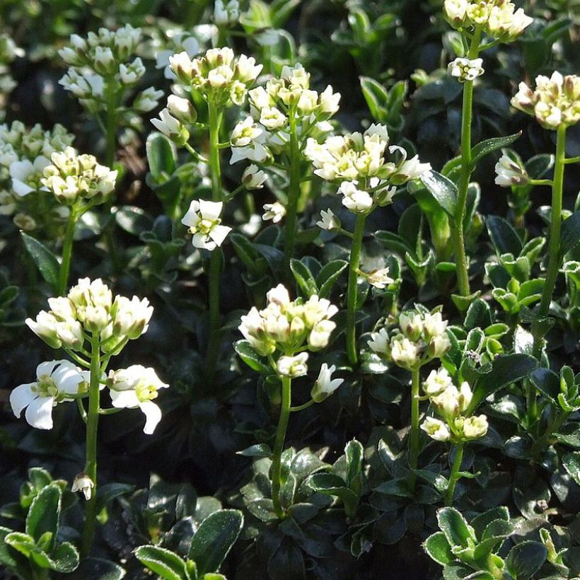 Arabis ferdinandi coburgii - Gänsekressen (Plant habit)
