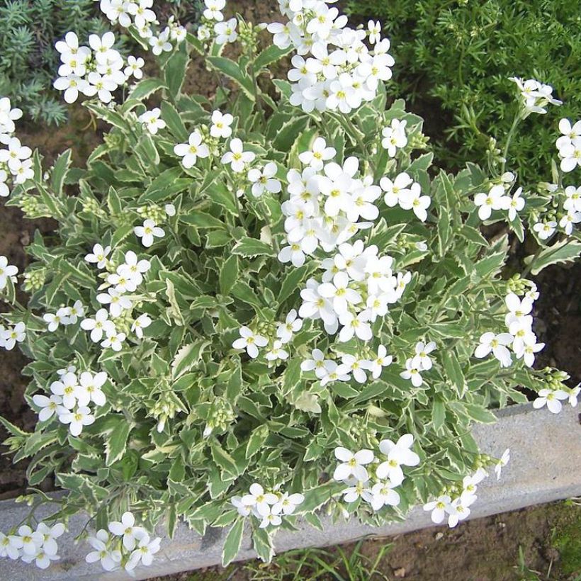 Arabis caucasica Variegata - Kaukasische Gänsekresse (Plant habit)