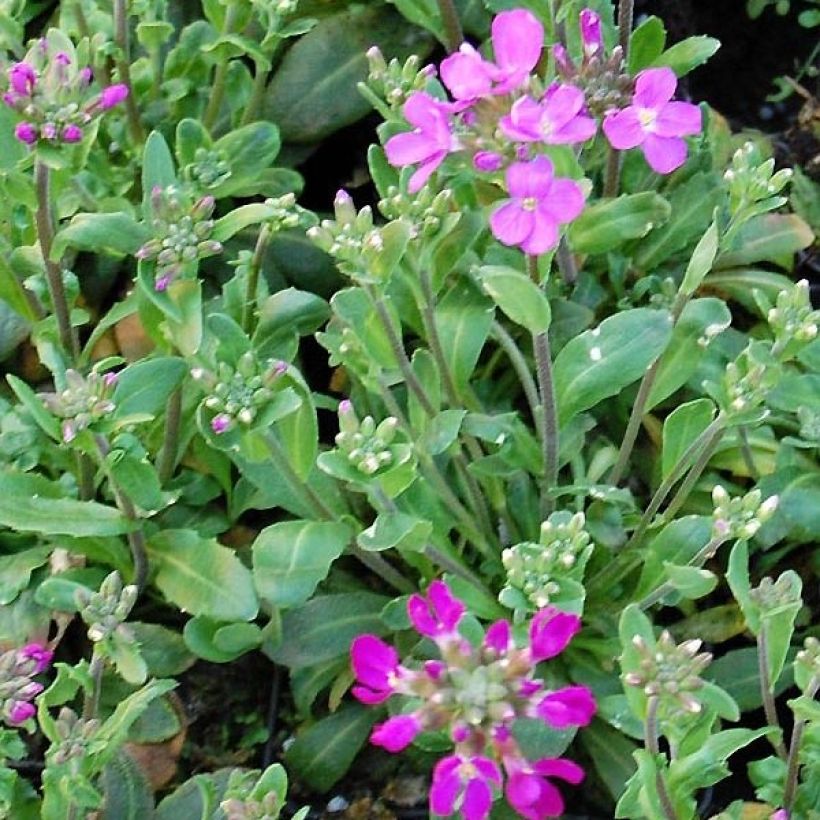 Arabis blepharophylla Frühlingzauber - Wimpernblättrige Gänsekresse (Foliage)