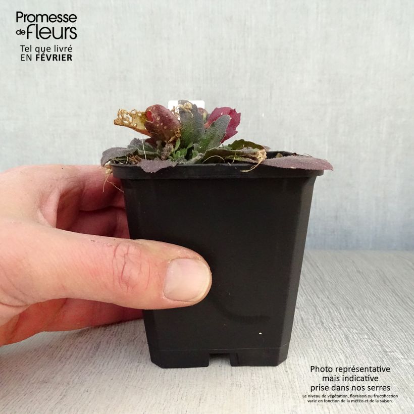 Exemplar von Arabis blepharophylla Frühlingzauber - Wimpernblättrige Gänsekresse Kleine Töpfe von 8/9 cm wie im Winter geliefert