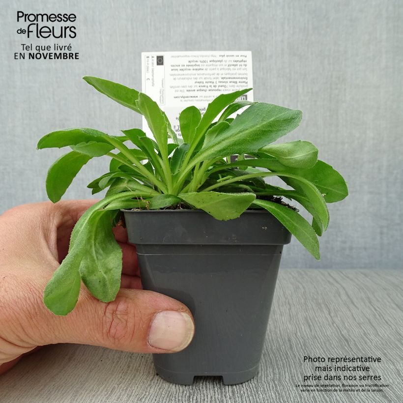 Example of Arabis blepharophylla - Wimperblättrige Gartenkresse Kleine Töpfe von 8/9 cm as you get in automne