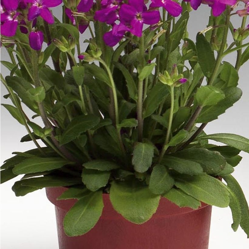 Arabis blepharophylla Rose Delight - Wimpernblättrige Gänsekresse (Foliage)