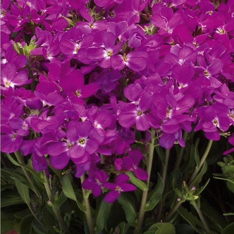 Arabis blepharophylla Rose Delight - Wimpernblättrige Gänsekresse (Flowering)
