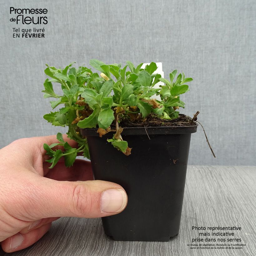 Example of Arabis caucasica Hedi - Kaukasische Gänsekresse Kleine Töpfe von 8/9 cm as you get in hiver