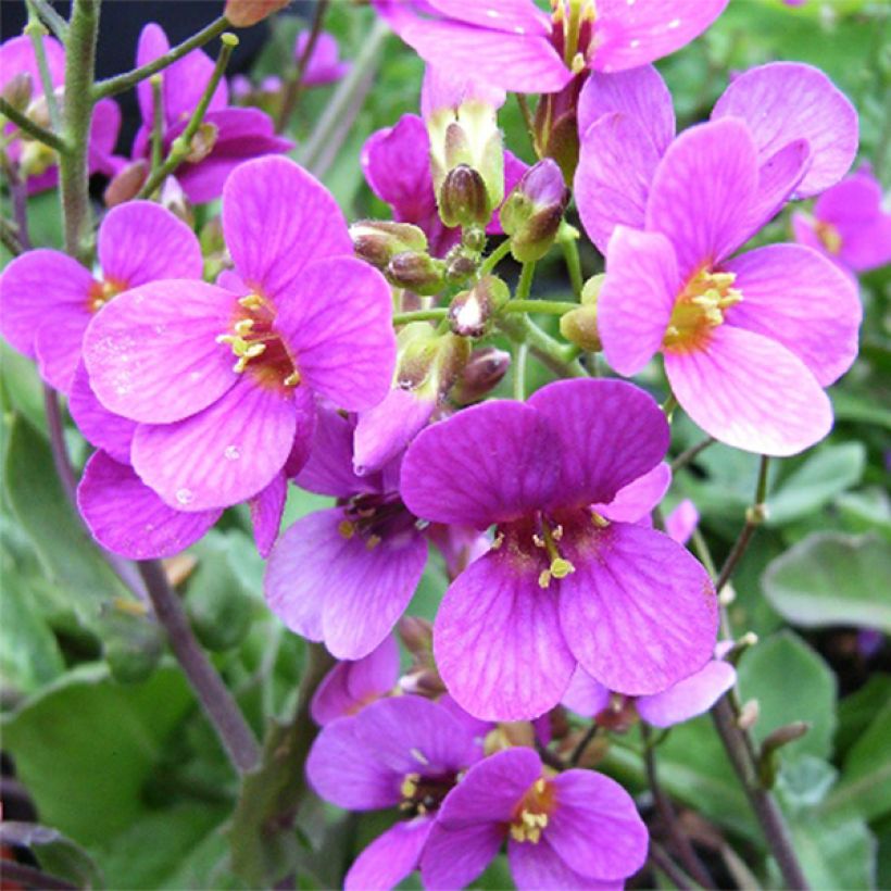 Arabis caucasica Pinkie - Kaukasische Gänsekresse (Flowering)
