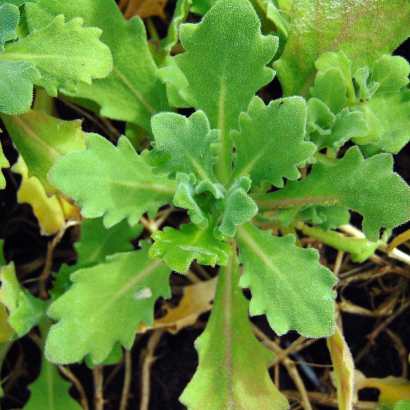 Arabis caucasica Pinkie - Kaukasische Gänsekresse (Foliage)