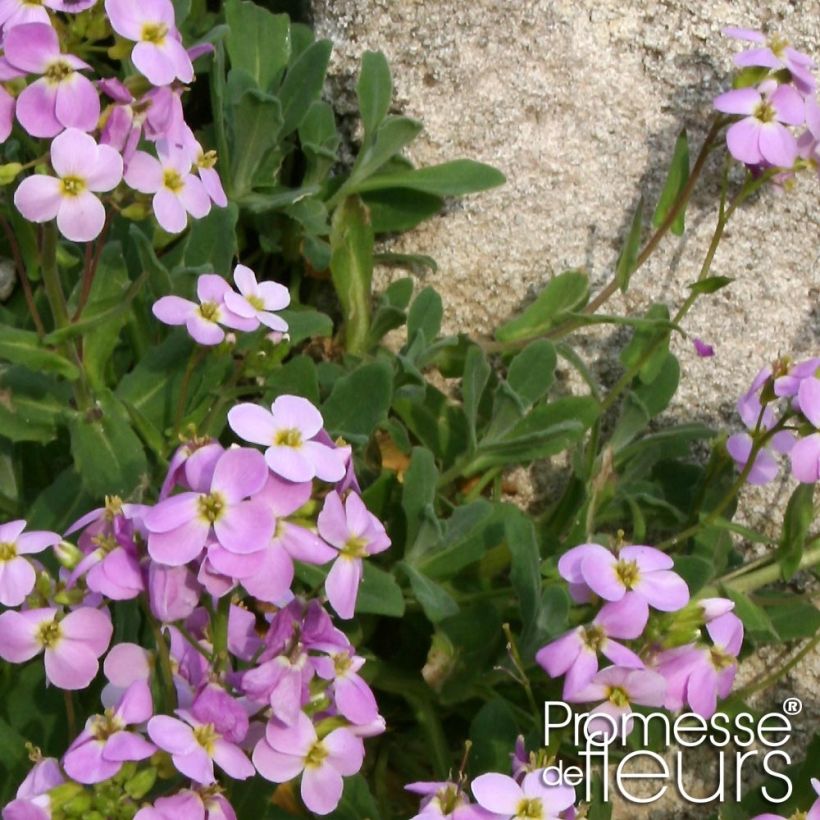 Arabis caucasica Rosea - Kaukasische Gänsekresse (Foliage)