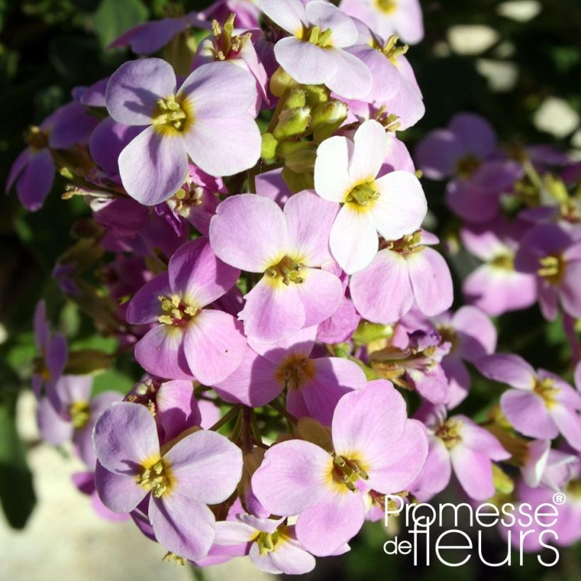 Arabis caucasica Rosea - Kaukasische Gänsekresse (Flowering)