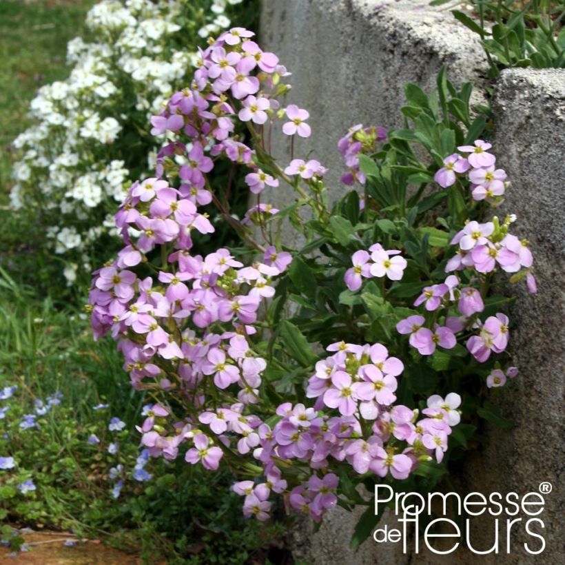 Arabis caucasica Rosea - Kaukasische Gänsekresse (Plant habit)