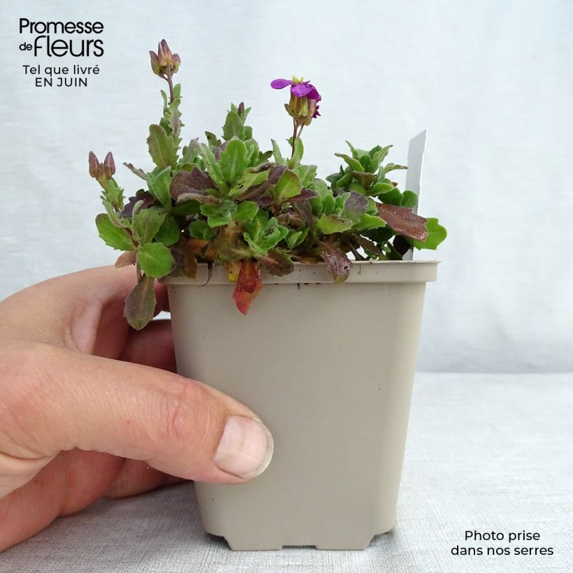 Example of Arabis caucasica Rosea - Kaukasische Gänsekresse Kleine Töpfe von 8/9 cm as you get in ete