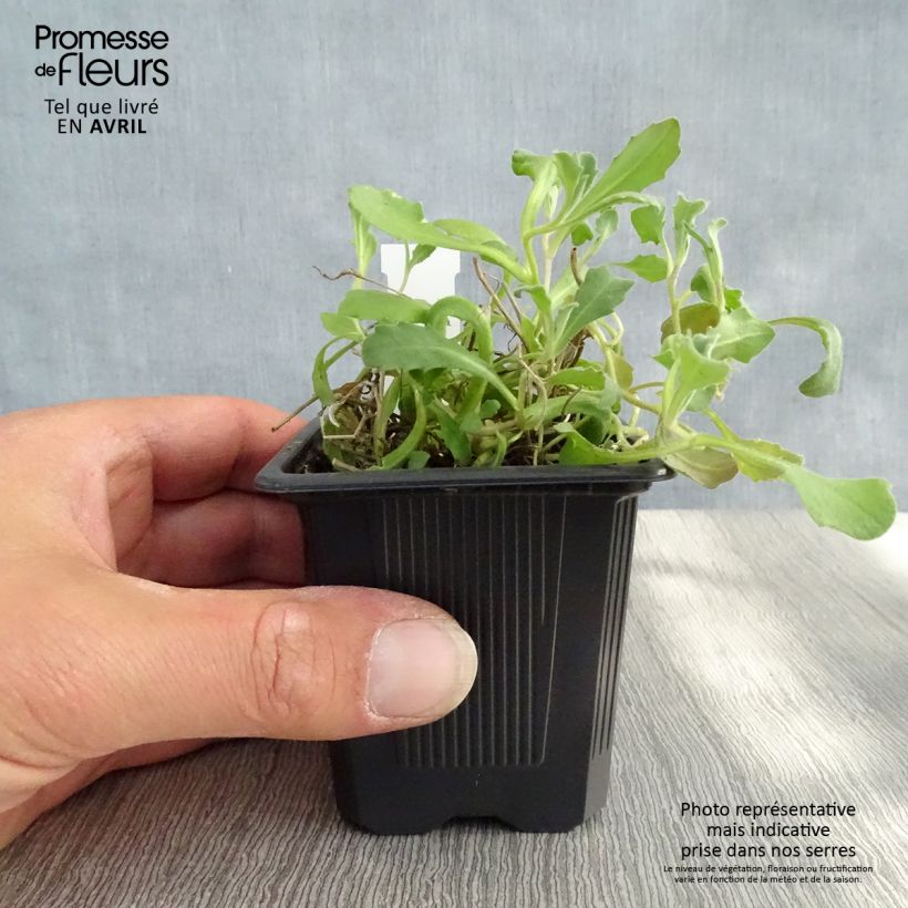 Exemplar von Arabis caucasica Rosea - Kaukasische Gänsekresse Kleine Töpfe von 8/9 cm wie im Frühjahr geliefert