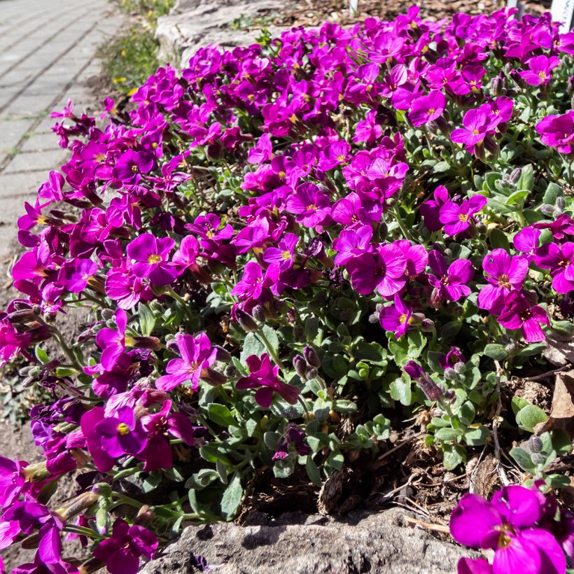 Arabis caucasica Aubris Deep Rose - Kaukasische Gänsekresse (Plant habit)