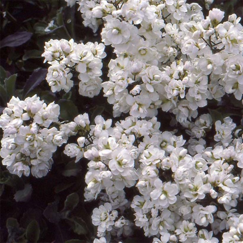 Arabis caucasica Plena - Kaukasische Gänsekresse (Flowering)