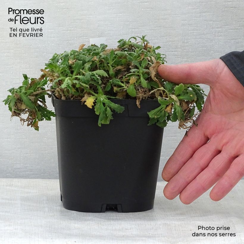 Example of Arabis caucasica Plena - Kaukasische Gänsekresse Topf mit 2L/3L as you get in hiver