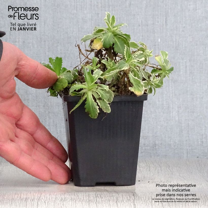 Exemplar von Arabis caucasica Variegata - Kaukasische Gänsekresse Kleine Töpfe von 8/9 cm wie im Winter geliefert