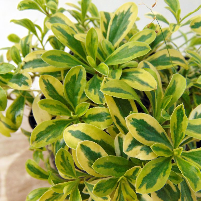 Arabis ferdinandi coburgii Old Gold - Weißbunte Gänsekresse (Foliage)