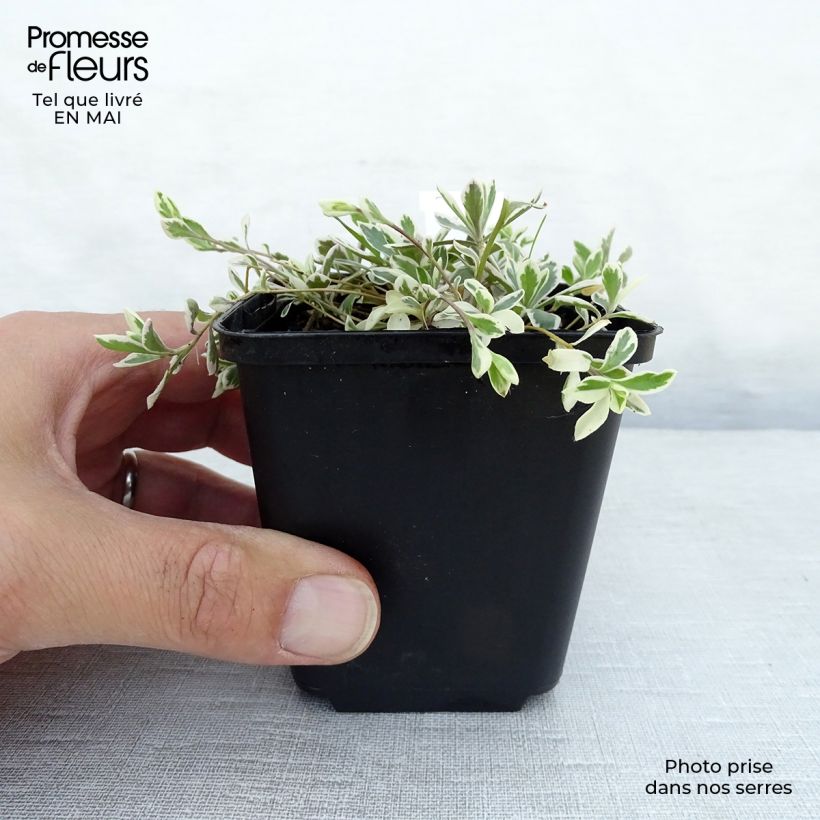 Exemplar von Arabis ferdinandi coburgii Variegata - Weißbunte Gänsekresse Kleine Töpfe von 8/9 cm wie im Frühjahr geliefert