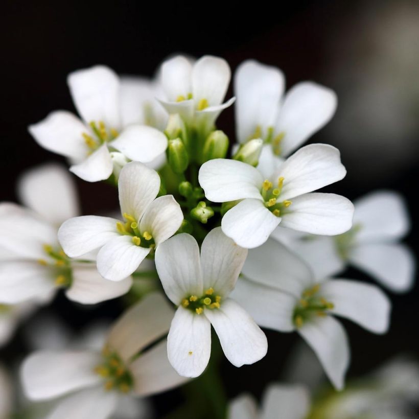 Arabis procurrens Neuschnee - Karpaten-Schaumkresse (Flowering)