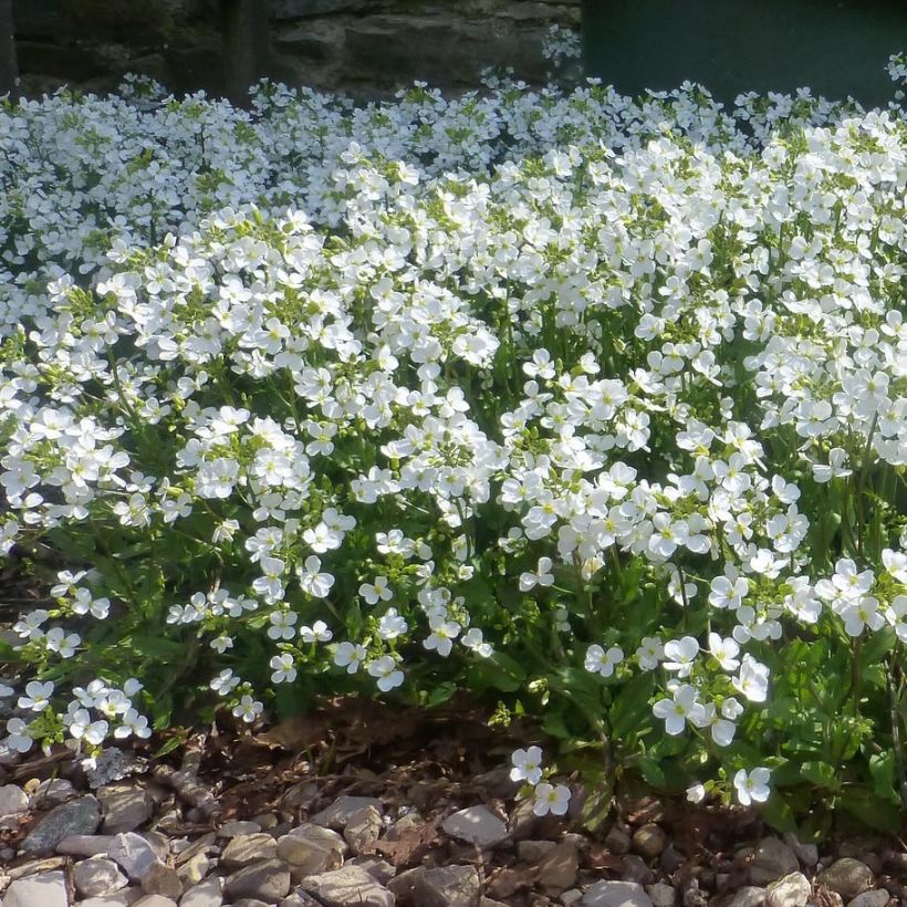 Arabis procurrens Neuschnee - Karpaten-Schaumkresse (Plant habit)