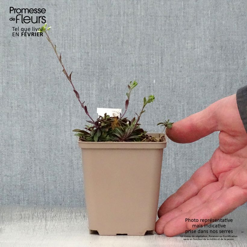 Exemplar von Arabis procurrens Neuschnee - Karpaten-Schaumkresse Kleine Töpfe von 8/9 cm wie im Winter geliefert