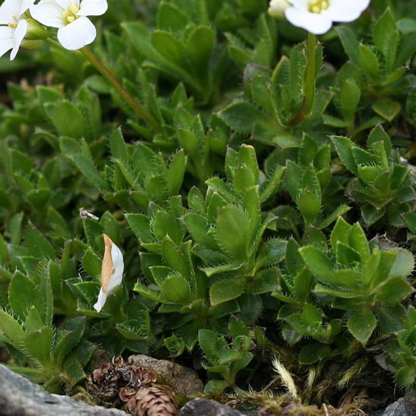 Arabis scopoliana - Kalkalpen-Schaumkresse (Foliage)