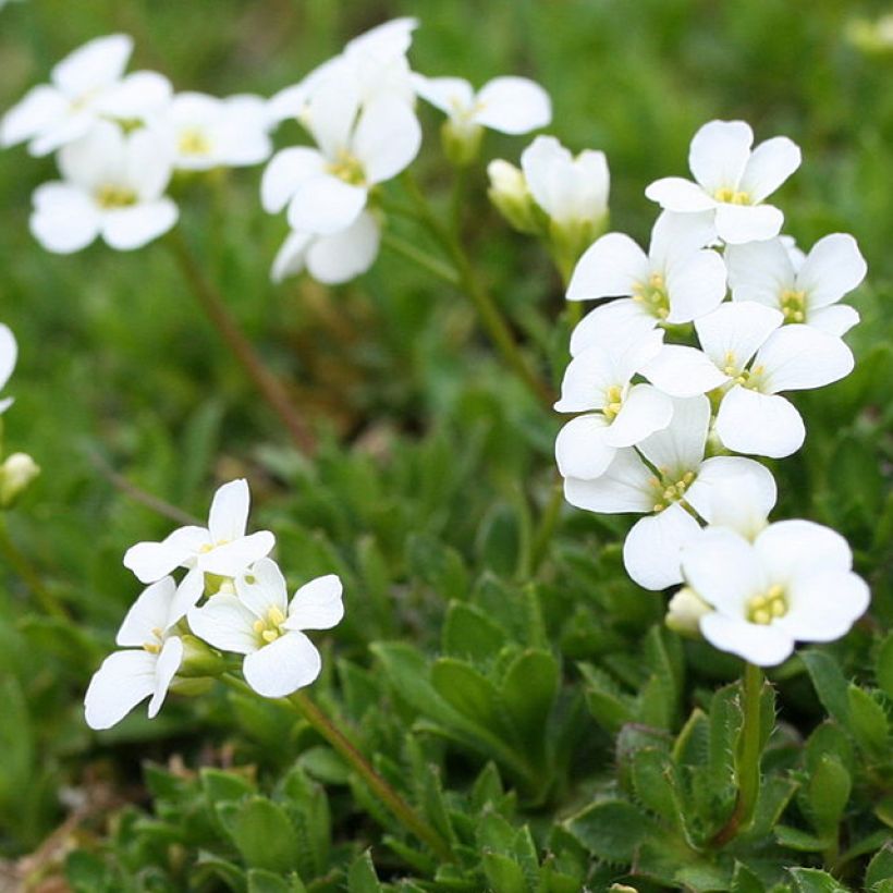 Arabis scopoliana - Kalkalpen-Schaumkresse (Flowering)