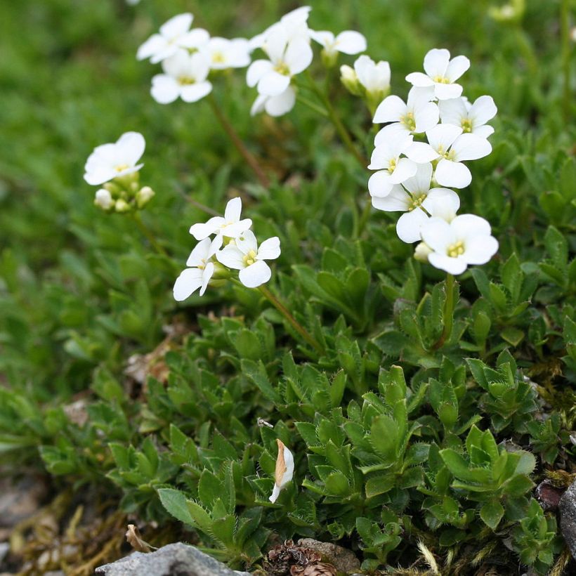 Arabis scopoliana - Kalkalpen-Schaumkresse (Plant habit)