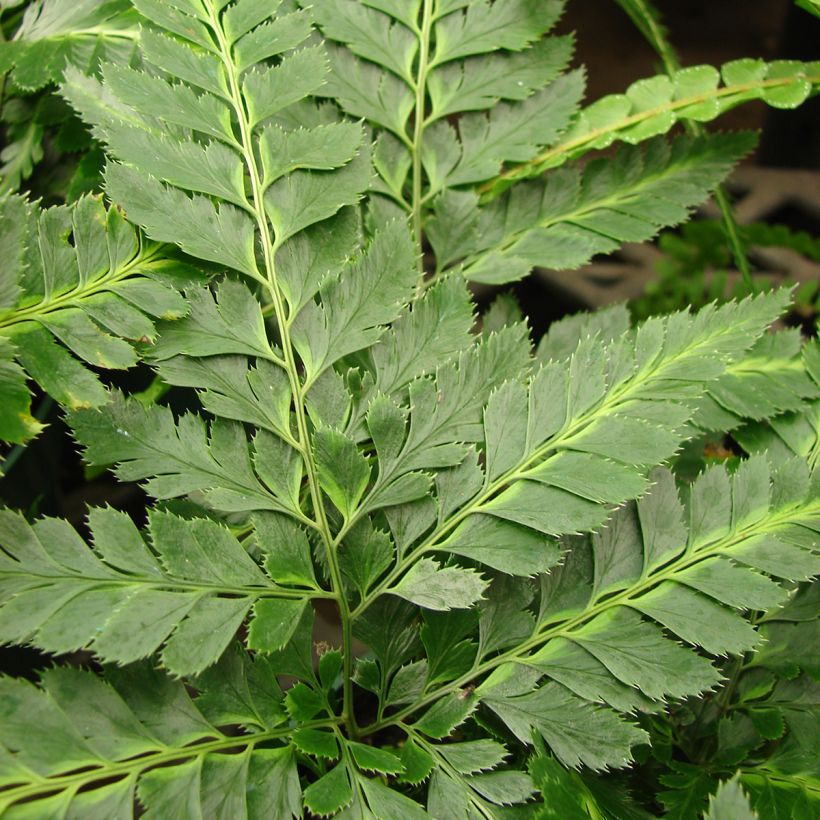 Arachniodes simplicior - Eidechsen Farn (Foliage)