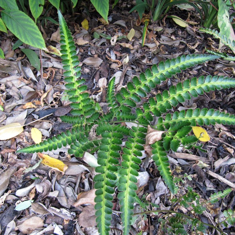 Arachniodes simplicior - Eidechsen Farn (Plant habit)