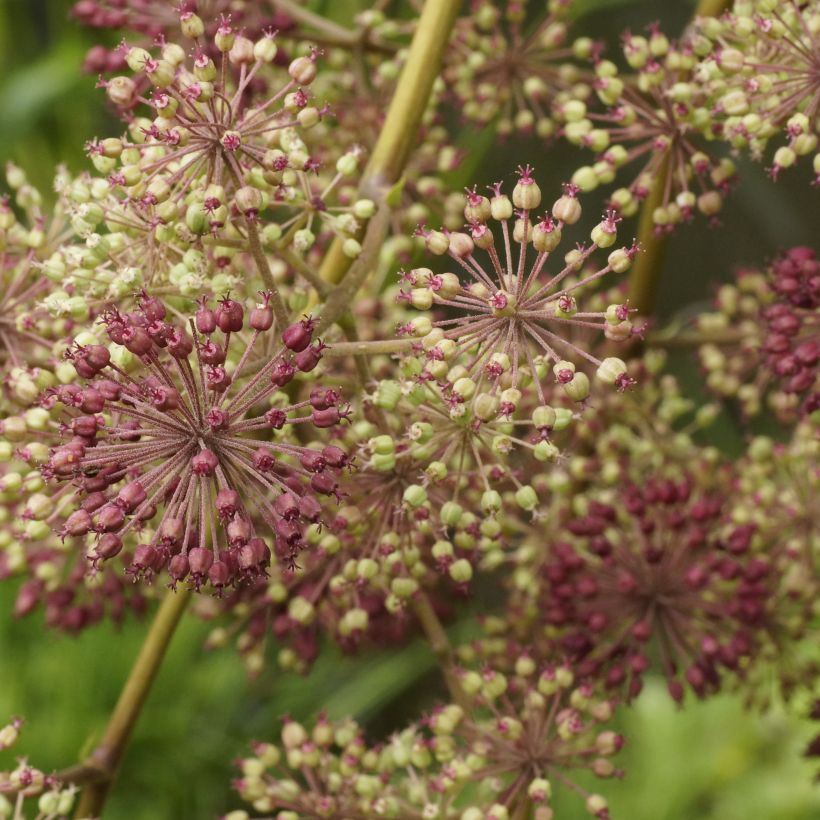 Aralia californica - Kalifornischer Aralie (Flowering)