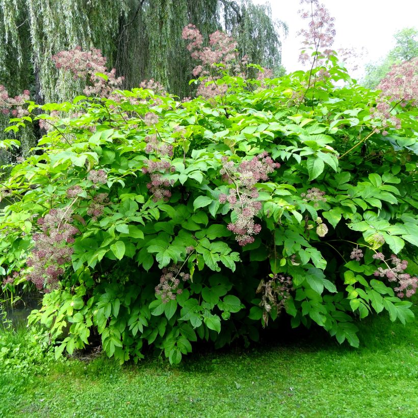 Aralia californica - Kalifornischer Aralie (Plant habit)