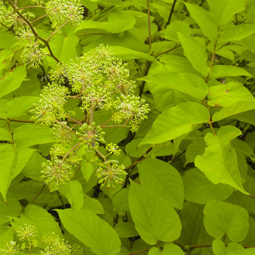 Aralia cordata Sun King - Gelblaubige Staudenaralie (Foliage)