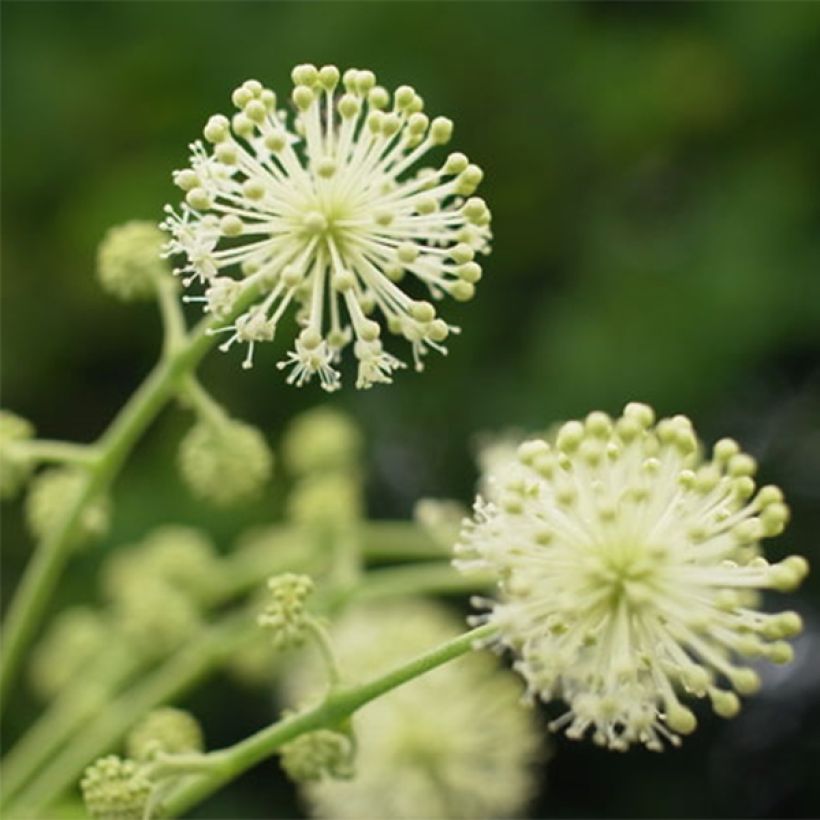 Aralia cordata Sun King - Gelblaubige Staudenaralie (Flowering)
