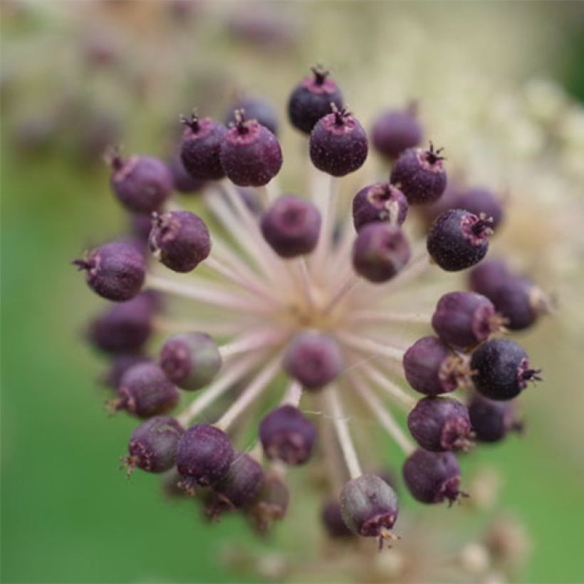 Aralia cordata Sun King - Gelblaubige Staudenaralie (Harvest)