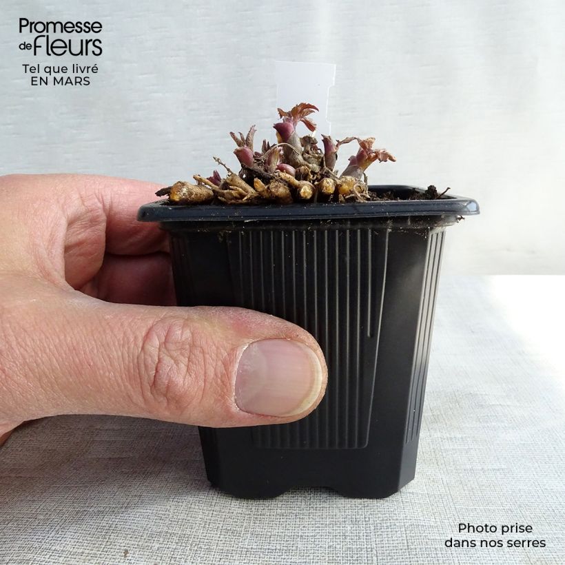 Exemplar von Aralia cordata Sun King - Gelblaubige Staudenaralie Kleine Töpfe von 8/9 cm wie im Winter geliefert