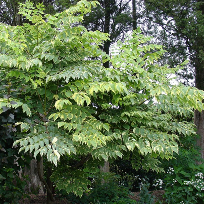 Aralia elata Golden Umbrella - Aralie (Plant habit)