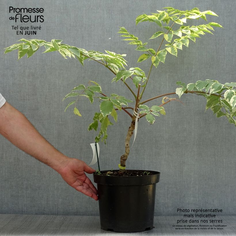 Exemplar von Aralia elata Golden Umbrella - Aralie Topf mit 7,5L/10L wie im Sommer geliefert