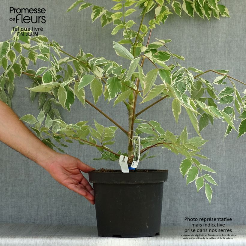 Exemplar von Aralia elata Silver Umbrella - Aralie Topf mit 7,5L/10L wie im Sommer geliefert