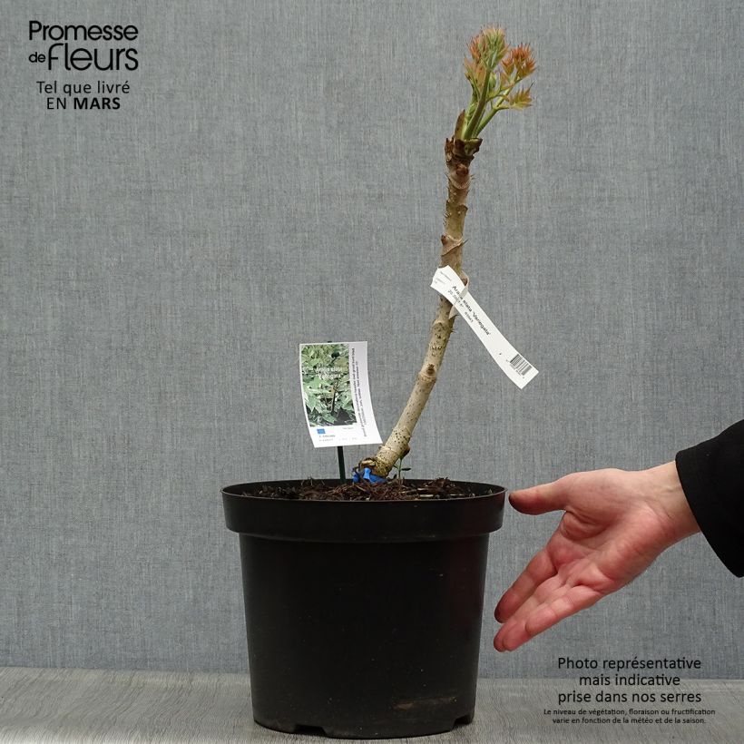 Exemplar von Aralia elata Silver Umbrella - Aralie Topf mit 7,5L/10L wie im Frühjahr geliefert