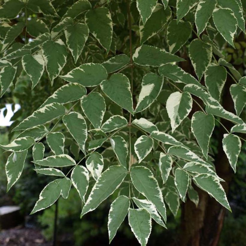 Aralia elata Silver Umbrella - Aralie (Foliage)