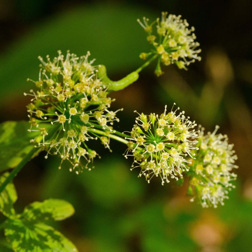 Aralia nudicaulis (Flowering)