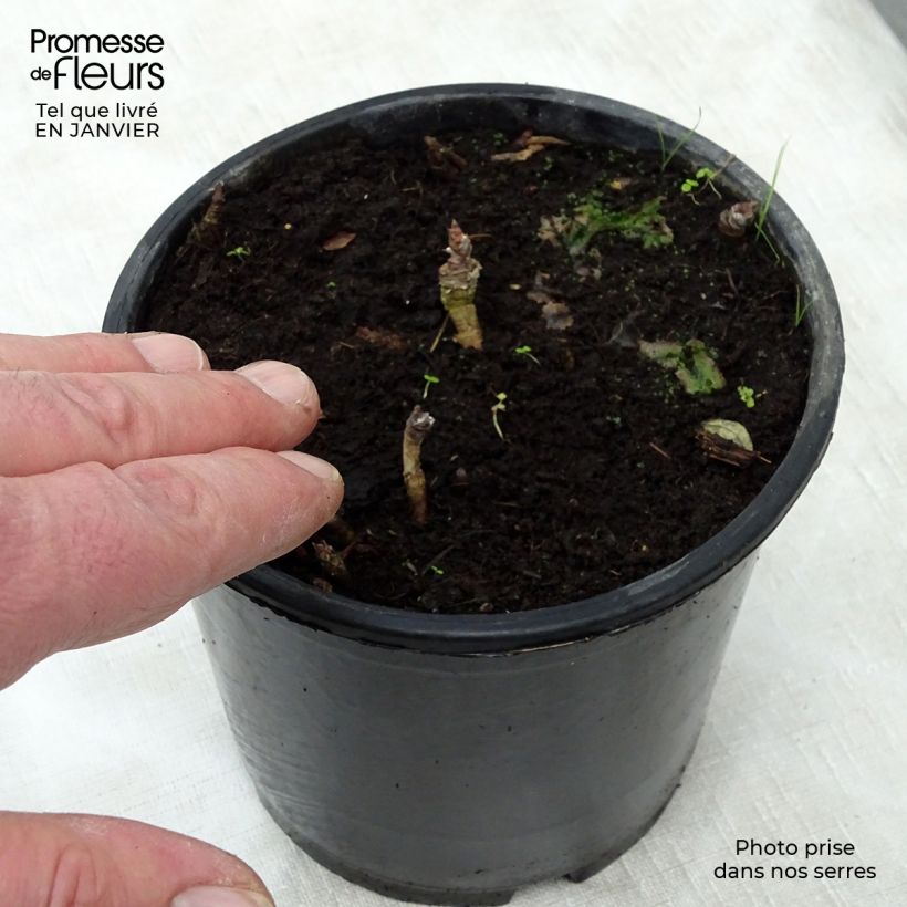 Example of Aralia nudicaulis Topf mit 2L/3L as you get in hiver