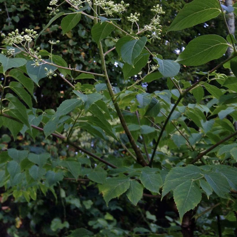 Aralia spinosa - Japanischer Angelikabaum (Foliage)