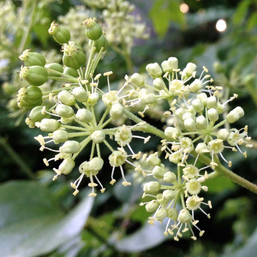 Aralia spinosa - Japanischer Angelikabaum (Flowering)