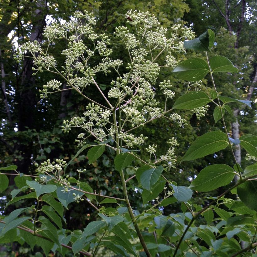 Aralia spinosa - Japanischer Angelikabaum (Plant habit)