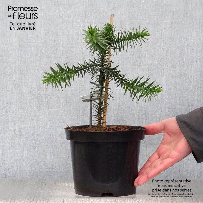 Exemplar von Araucaria araucana - Chilenische Araukarie Topf mit 3L/4L wie im Winter geliefert